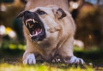 Devon & Cornwall Police seize over 350 dogs of banned breeds