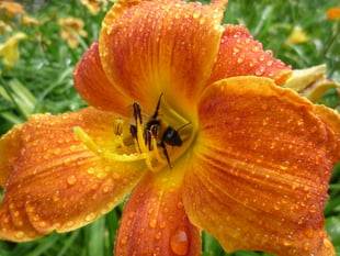 National Trust to open secret Cornish garden for two weeks