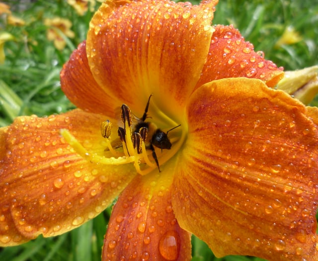 National Trust to open secret Cornish garden for two weeks