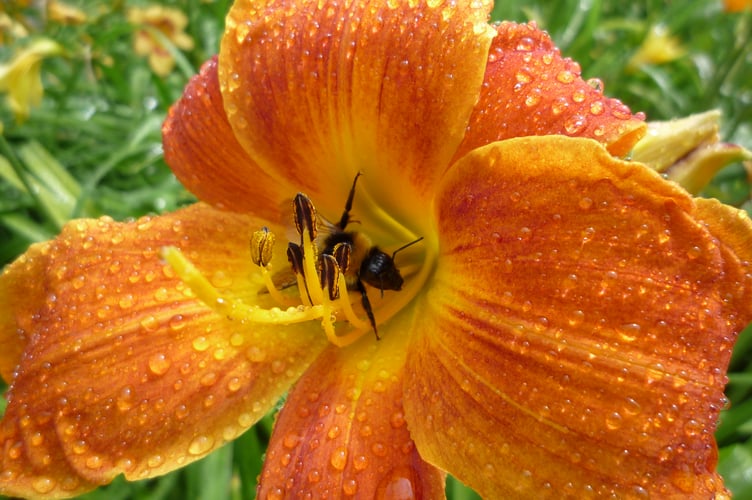 A bee enjoying the scent of a Hemerocallis (daylily) flower At Antony, Cornwall, credit Clare Dearden, National Trust.