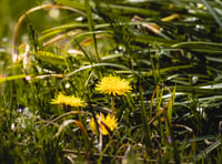 Weedkiller decision sparks concern over possible glyphosate use