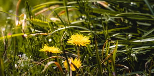 Weedkiller decision sparks concern over possible glyphosate use