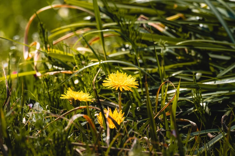 Dandelions