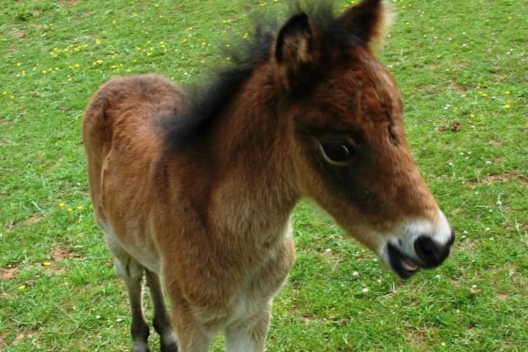 Tributes have been paid to orphaned pony Breeze, pictured here age only three weeks old.