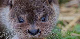 Rescued otters thrive in new home