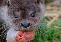 Rescued otters thrive in new Devon home