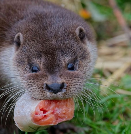 UK Wild Otter Trust.