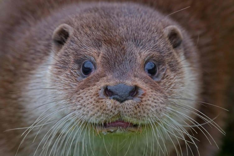 One of the otters successfully released by the UK Wild Otter Trust which has opened its new rehabilitation centre after a public appeal.