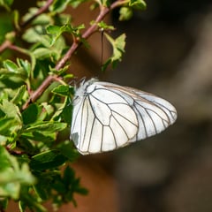 Butterflies extinct in UK for 100 years to be reintroduced to Devon 