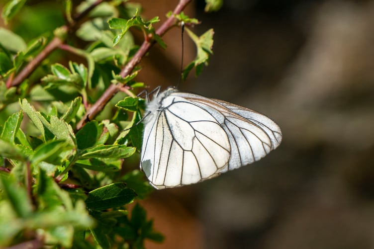 The black veined white butterfly.