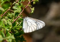 Butterflies extinct in UK for 100 years to be reintroduced with Dartmoor Zoo's help