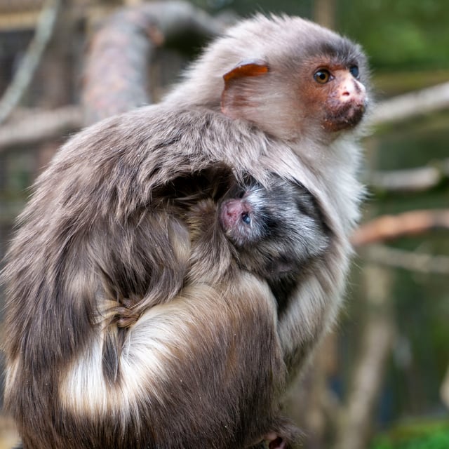 Baby black-tailed marmoset born at Dartmoor Zoo