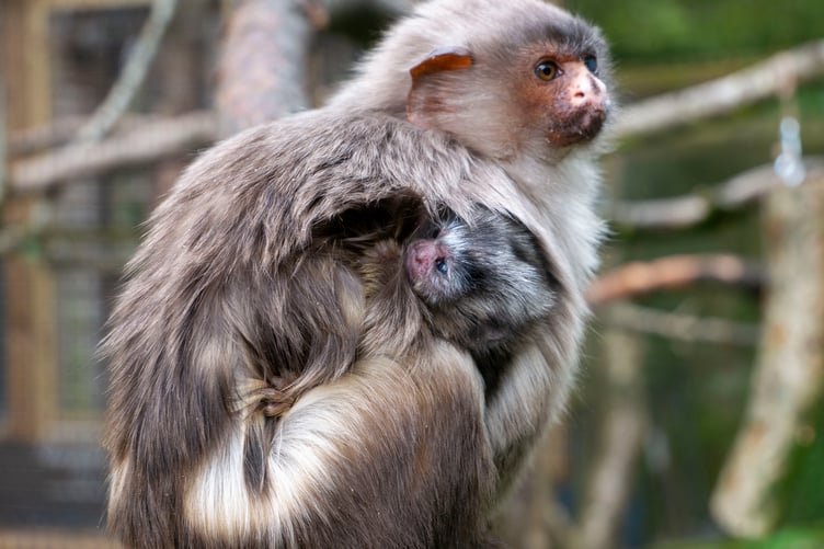 New baby marmoset at Dartmoor Zoo