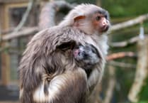 Baby black-tailed marmoset born at Dartmoor Zoo in conservation win