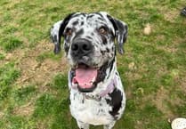 Tavistock vet's advice on heatwave safety