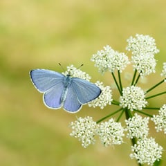 Devon chooses favourite butterflies