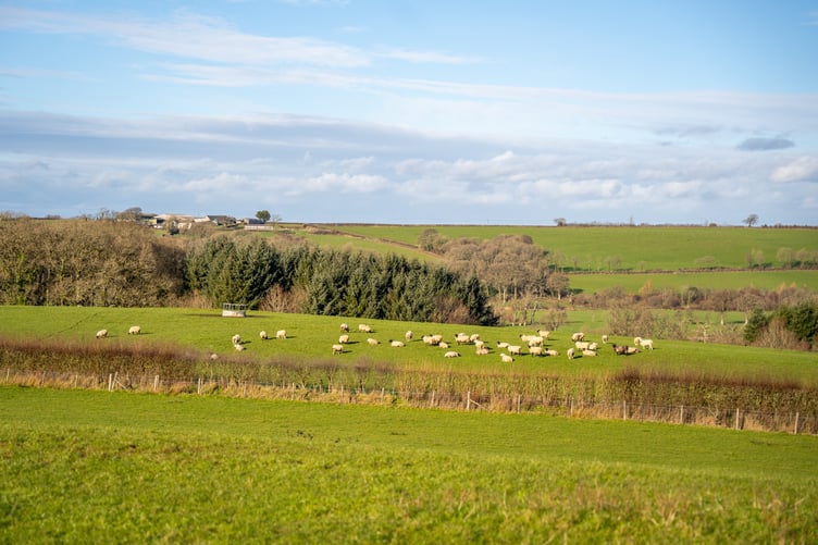 A view of the site Forestry England plans to transform into Fishleigh Wood. (Forestry England/Crown copyright)