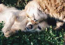 The heart of local pet care in Devon