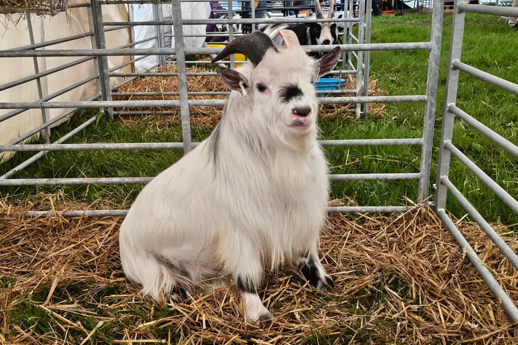 Okehampton Show