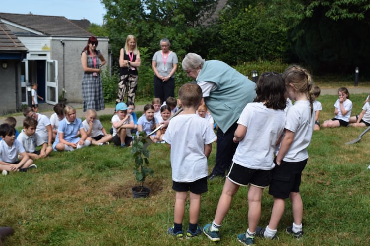 Celia Steven, a relative of the man who bred the first Bramley apple, plants an apple tree at Bere Alston School with pupils helping.