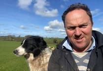 Bluetongue leaves local farmers 'heartbroken'