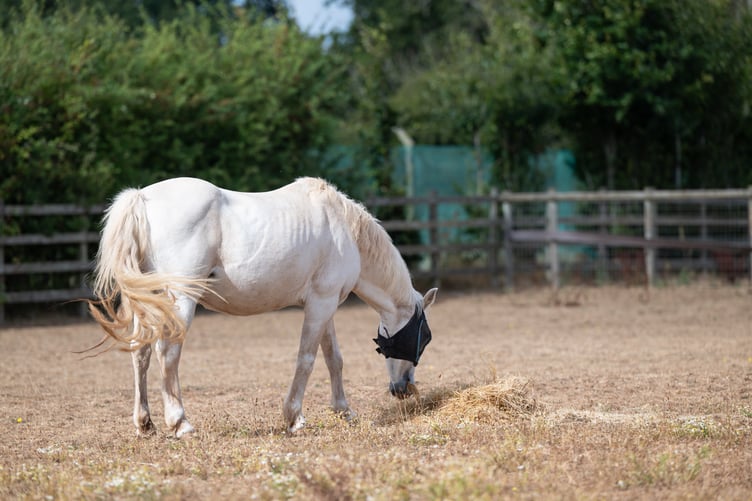 Horse eating hay at the Mare and Foal Sanctuary