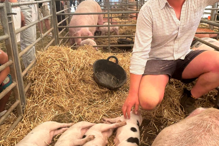 Scott Brooker with his litter of Gloucester old spot piglets
