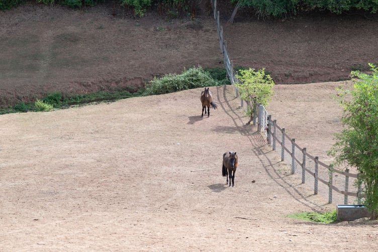 Parched fields at the Mare and Foal Sanctuary's Newton Abbot site, summer 2026