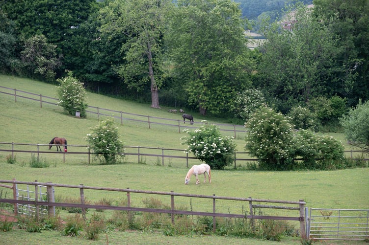 Horses grazing in green fields at the Mare and Foal Sanctuary's Newton Abbot site, summer 2025