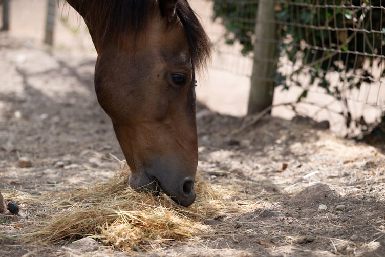 Horse eating hay at the Mare and Foal Sanctuary