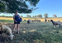 Local farmers struggle as bluetongue spreads