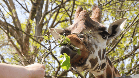 Animal attractions 'open as usual' through bluetongue outbreak