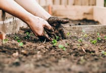Okehampton Town Council to take over management of allotments