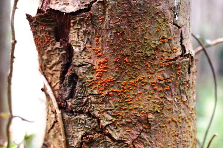 Chestnut blight on a sweet chestnut tree.