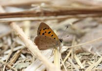 West Devon skies are alive with butterflies