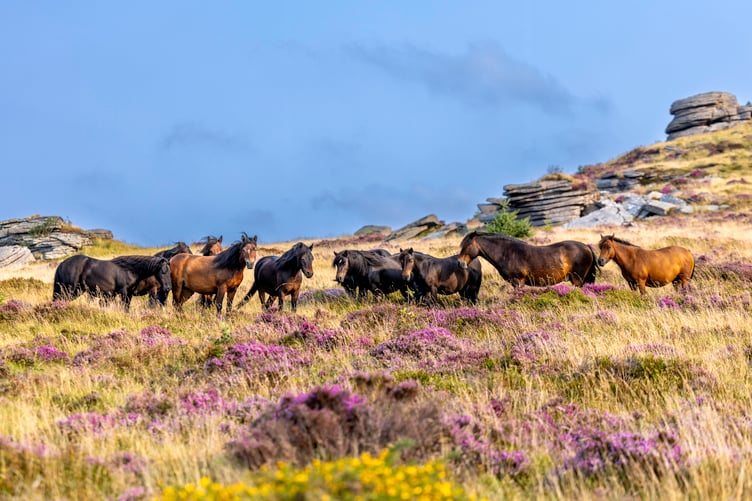 Heritage Dartmoor ponies at Bellever are creating a 'mosaic' of habitats new photography shows.