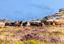'Artistic' ponies create 'mosaics' on Dartmoor