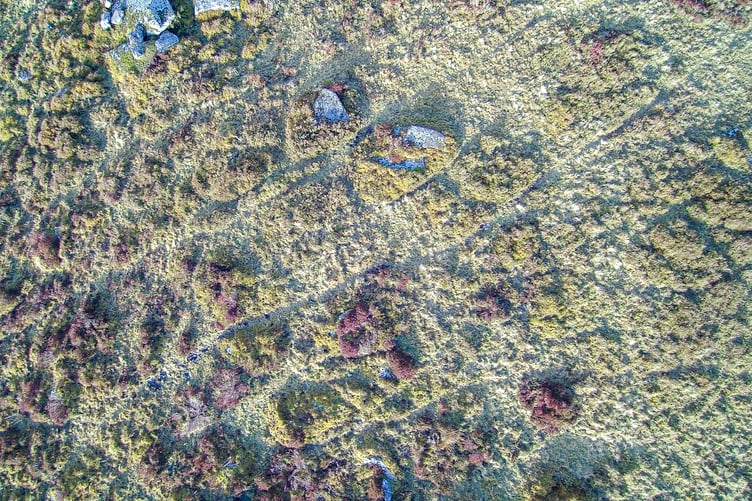 Heritage Dartmoor ponies at Bellever are creating a 'mosaic' of habitats by their grazing and browsing, new aerial photography shows.