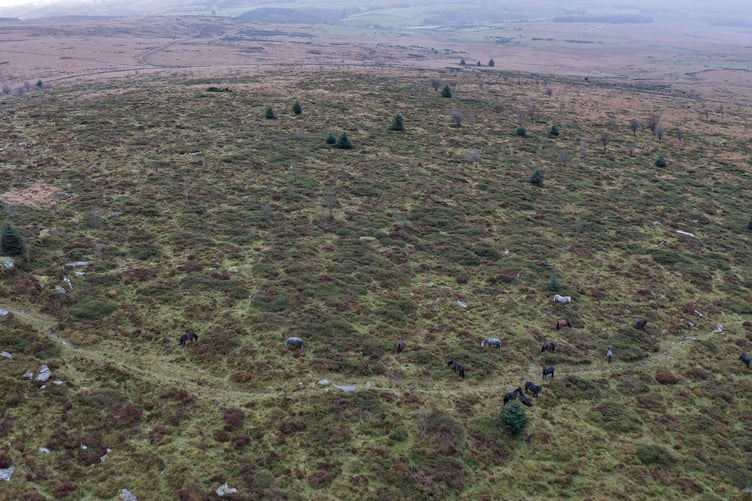Heritage Dartmoor ponies at Bellever are creating a patchwork of habitats with new plant growth by their grazing and browsing, new aerial photography shows.