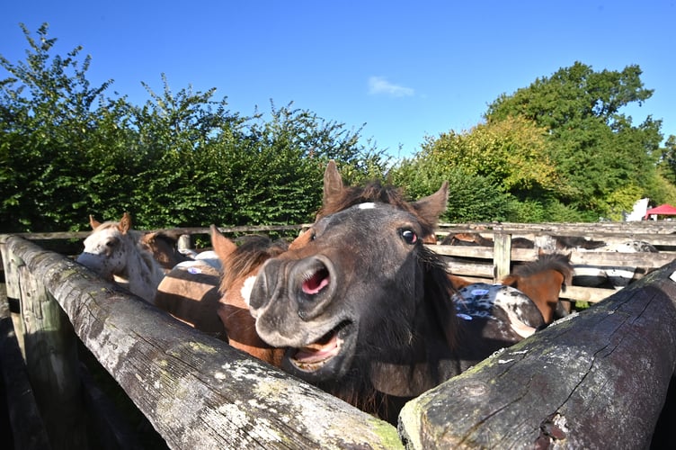 Dartmoor Hill Pony Drift Sale at Chagford Grass Market