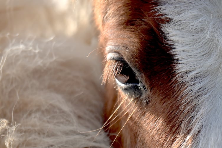 Dartmoor Hill Pony Drift Sale at Chagford Grass Market