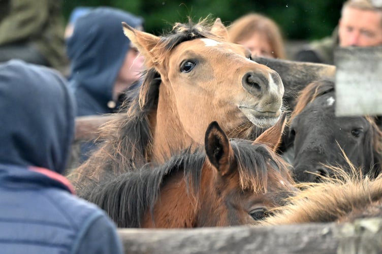 Dartmoor Hill Pony Drift Sale at Chagford Grass Market
