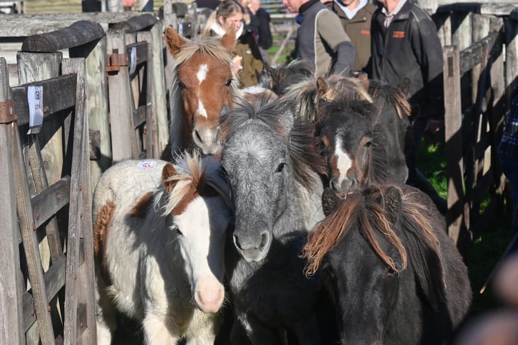 Dartmoor Hill Pony Drift Sale at Chagford Grass Market