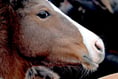 This llttle pony went to market....