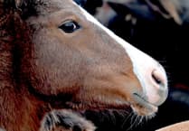 This llttle pony went to market....