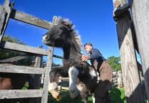 Traditional horse sale is the mane event