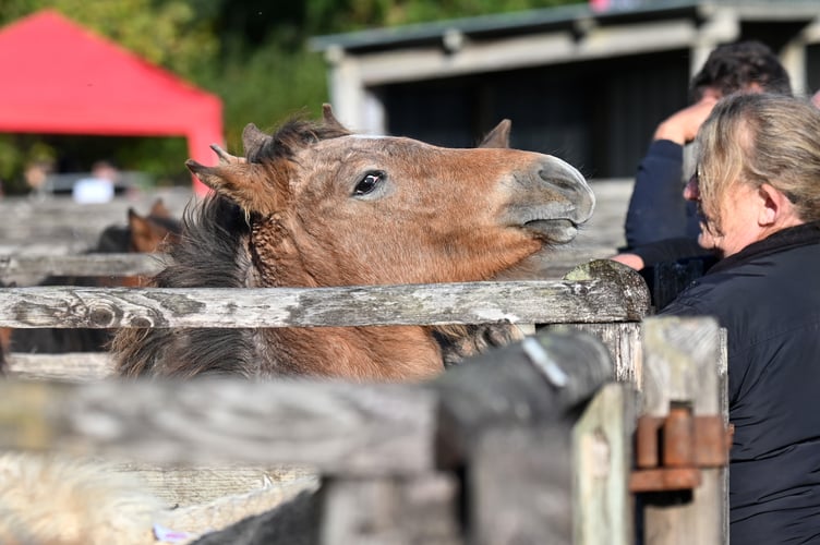 Dartmoor Hill Pony Drift Sale at Chagford Grass Market