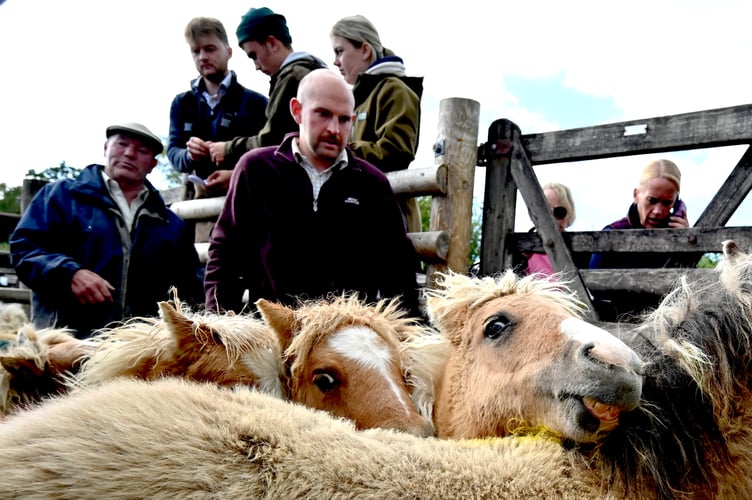 Dartmoor Hill Pony Drift Sale at Chagford Grass Market