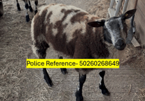 Police ask public for help after five sheep stolen on edge of Dartmoor