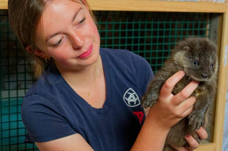 Lily Herniman, 18, has been nominated for a BBC award for helping rescue otters at a North Devon sanctuary.